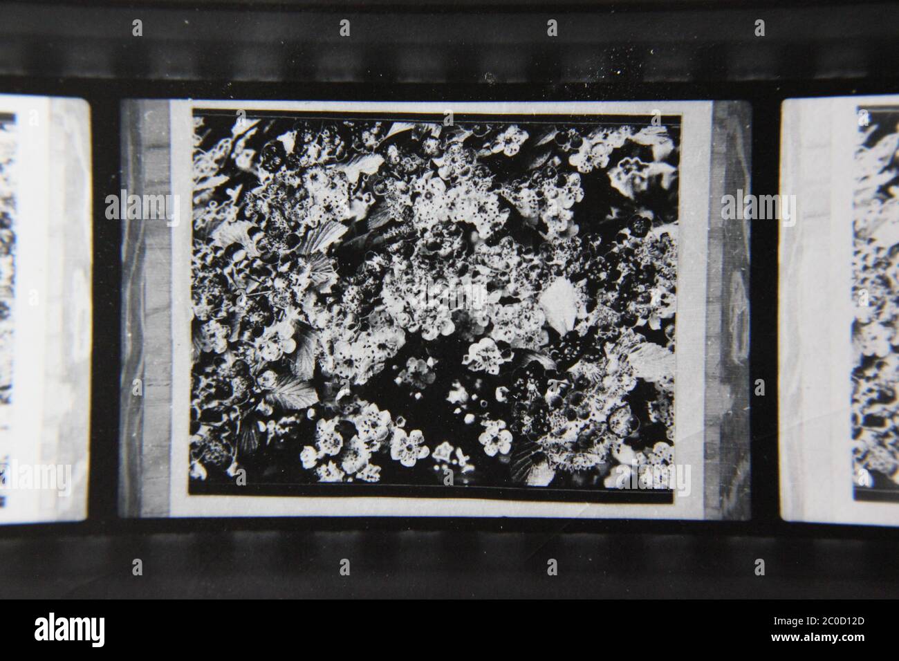 Fine 1970s vintage black and white photography of the beauty of nature ...