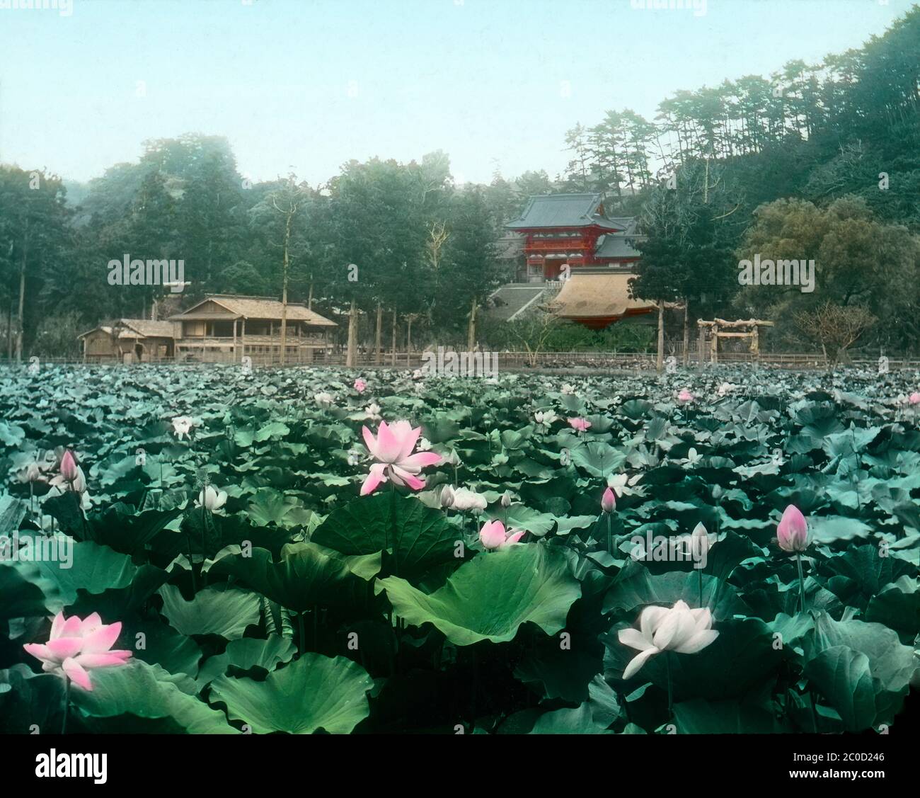 [ 1900s Japan - Lotus Pond ] — The lotus pond at Zojoji, Shiba, Tokyo.  20th century vintage glass slide. Stock Photo