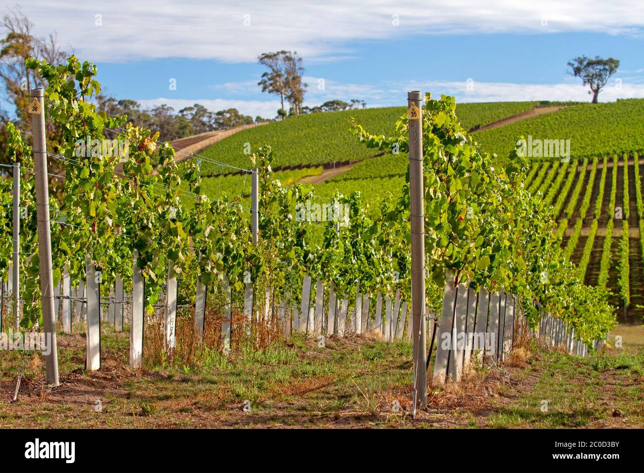 Vineyard in the Tamar Valley Stock Photo