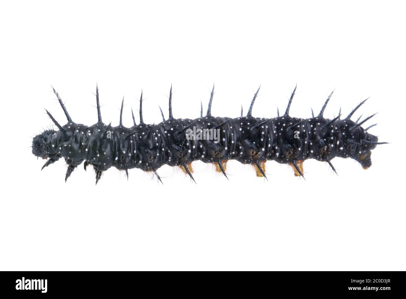 Black caterpillar with white spots on a white background Stock Photo ...