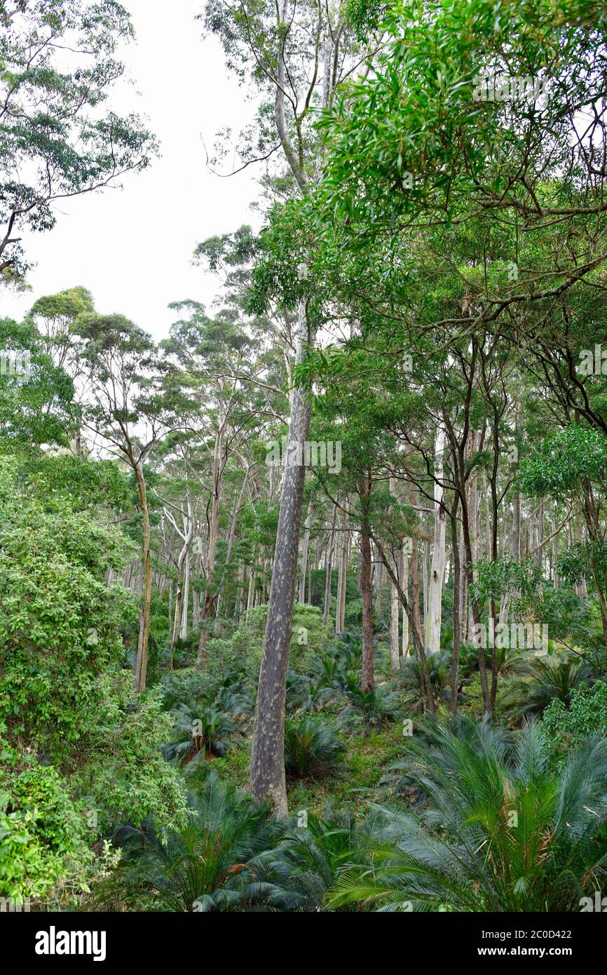 A view of Cullendulla Nature Reserve near Batemans Bay in Australia Stock Photo
