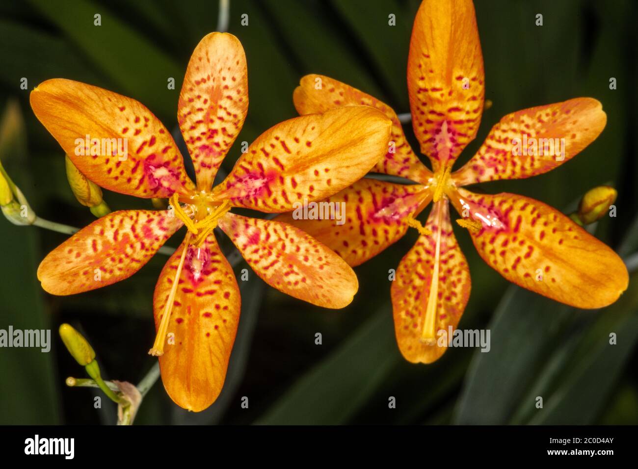 Blackberry Lily, Leopard Flower (Belamcanda chinensis/Iris domestica ...