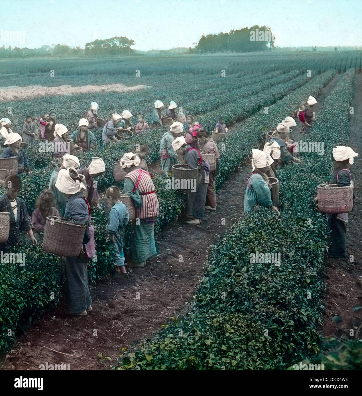 [ 1900s Japan - Japanese Tea Pickers ] — Tea pickers in kimono, wearing towels on their head and their sleeves pulled with cords, are picking tea leaves at a tea plantation in Uji, Kyoto Prefecture.  20th century vintage glass slide. Stock Photo