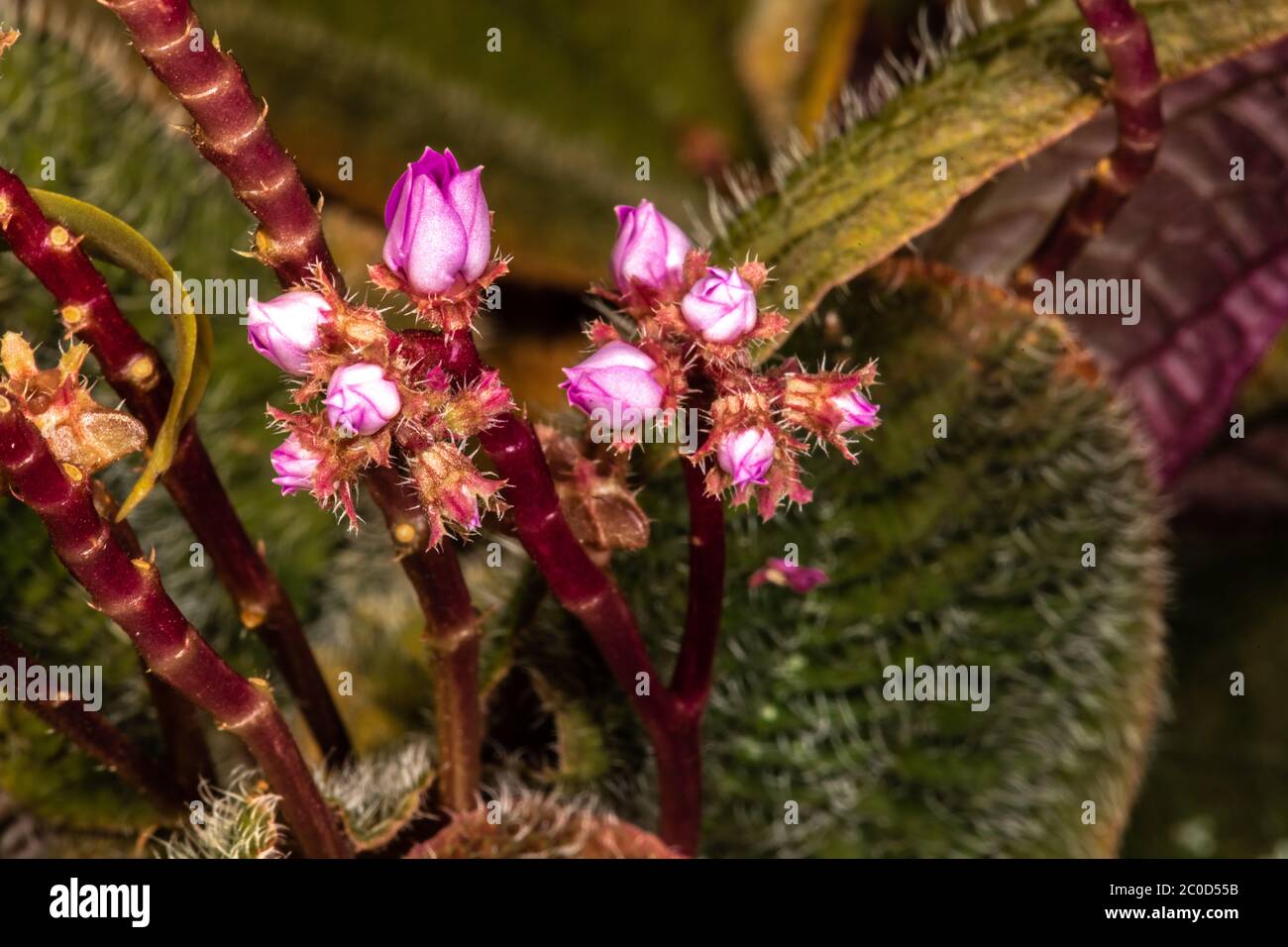 Jewel Plant (Bertolonia maculata Stock Photo - Alamy