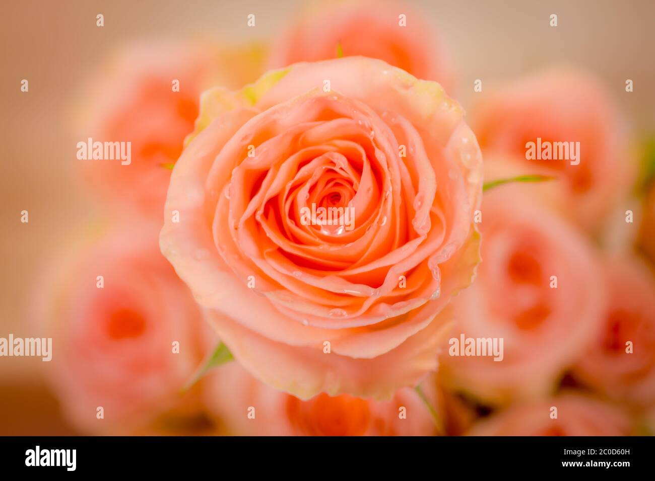 Close up macro photo of peach Tiffany roses variety, studio shot Stock  Photo - Alamy