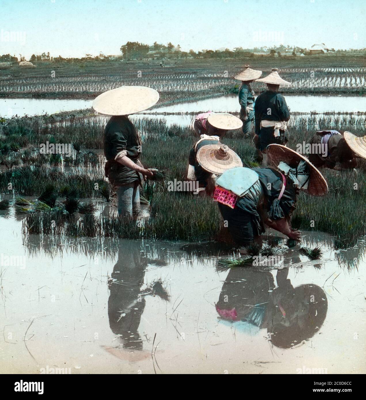 [ 1900s Japan - Japanese Farmers Transplanting Rice Plants ] — Japanese farmers wearing sugegasa (sedge-woven hats) transplanting rice plants.  The endless rice fields are a silent witness to the importance of rice cultivation in Japan.  20th century vintage glass slide. Stock Photo