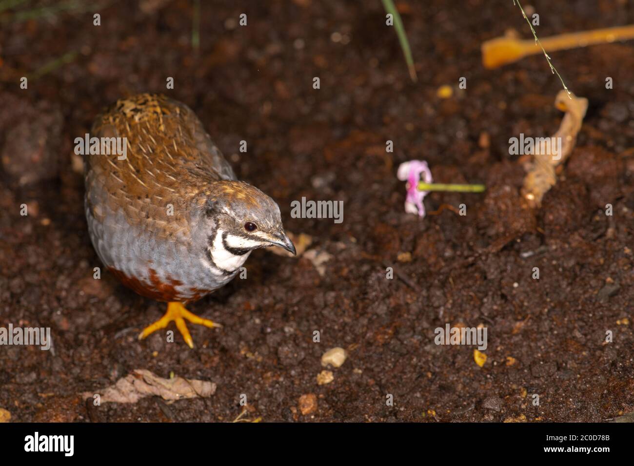 King quail, Chinese Painted Quail (Coturnix chinensis) Stock Photo
