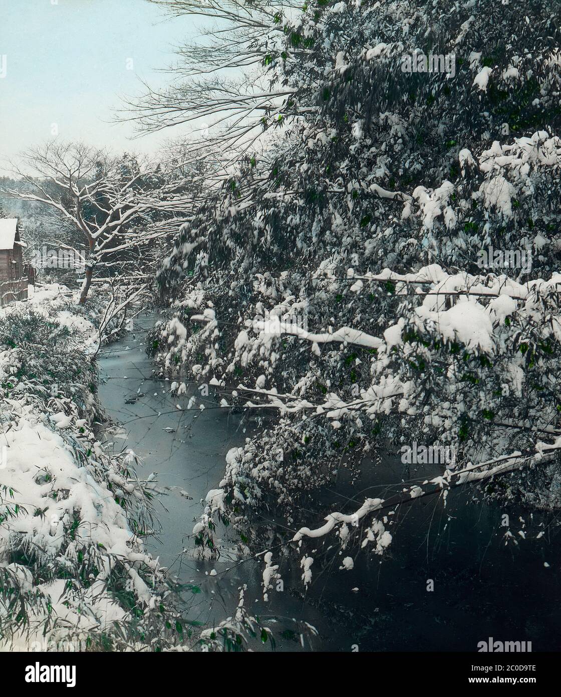 [ 1900s Japan - Snow Covered Trees ] — Snow covered trees in early 20th century Japan.  20th century vintage glass slide. Stock Photo
