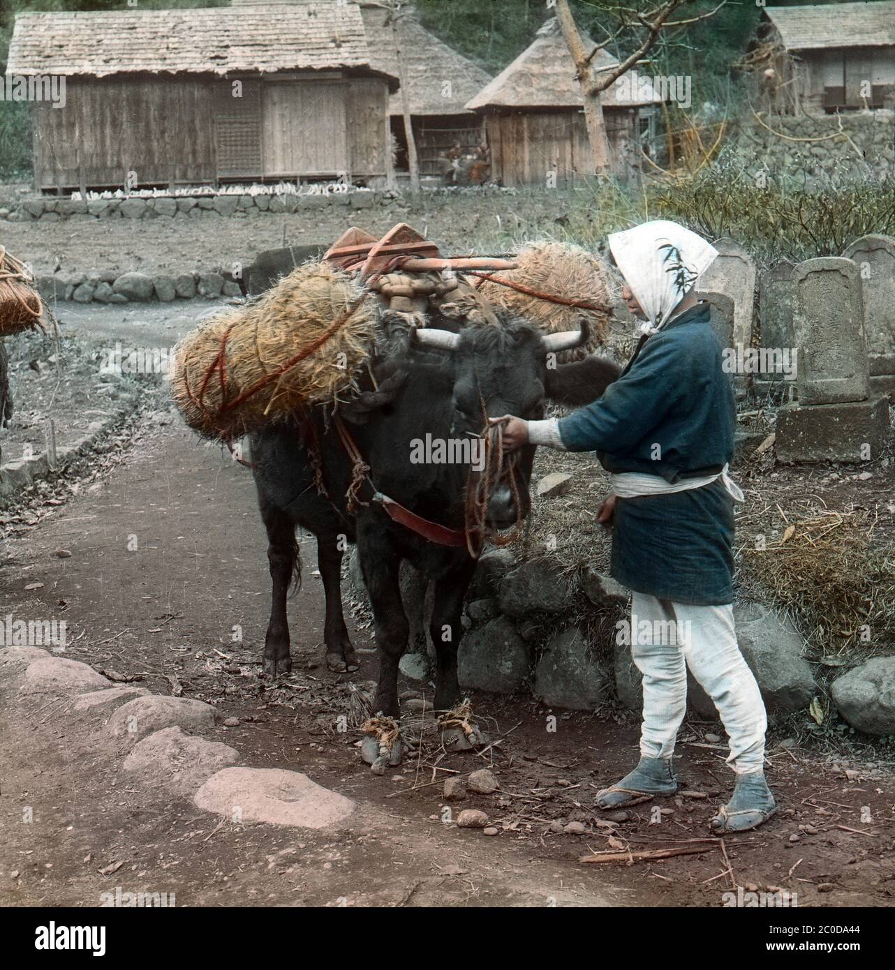 [ 1900s Japan - Ox with Rice Bags ] — A farmer stands next to an ox loaded with tawara (俵, straw rice bags).  In the back, farm buildings can be seen.  20th century vintage glass slide. Stock Photo