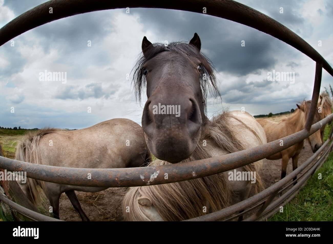 pony muzzle close up Stock Photo
