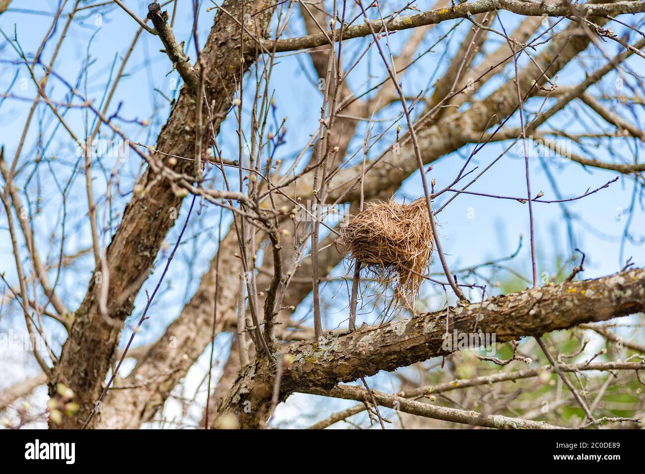 Bird nest in apple tree Stock Photo