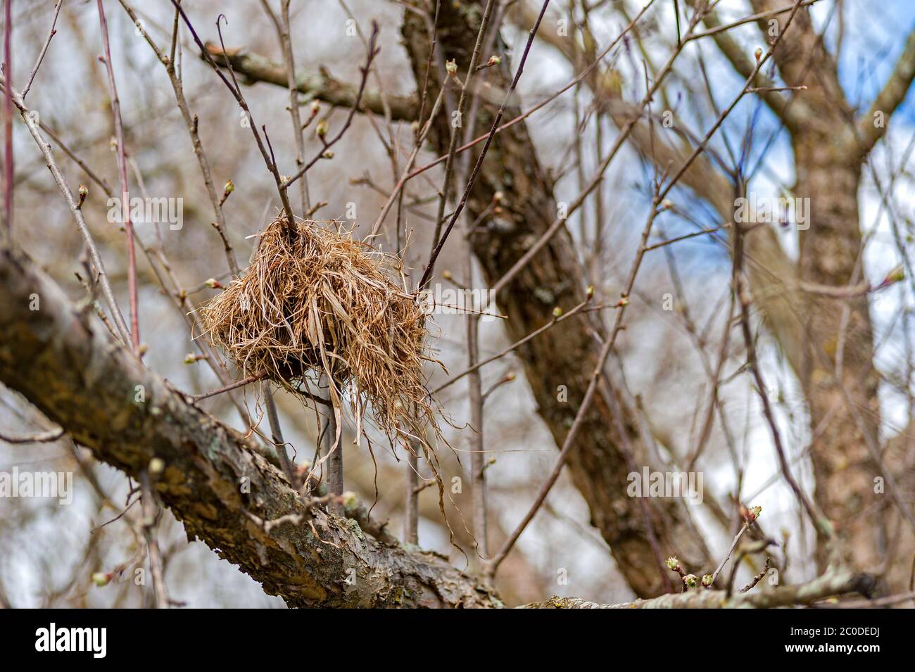 Bird nest in apple tree Stock Photo