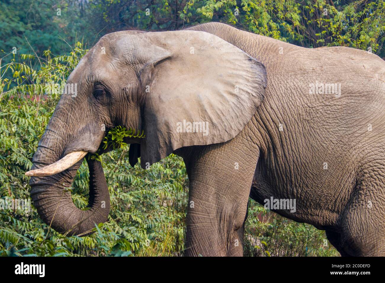 The lone African elephant Shankar eats plant in bush in new delhi zoo. this elephant is gift from Zimbabwe to India government. Stock Photo