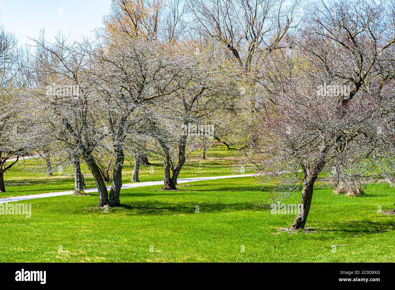 spreading hawthorn trees in urban park Stock Photo
