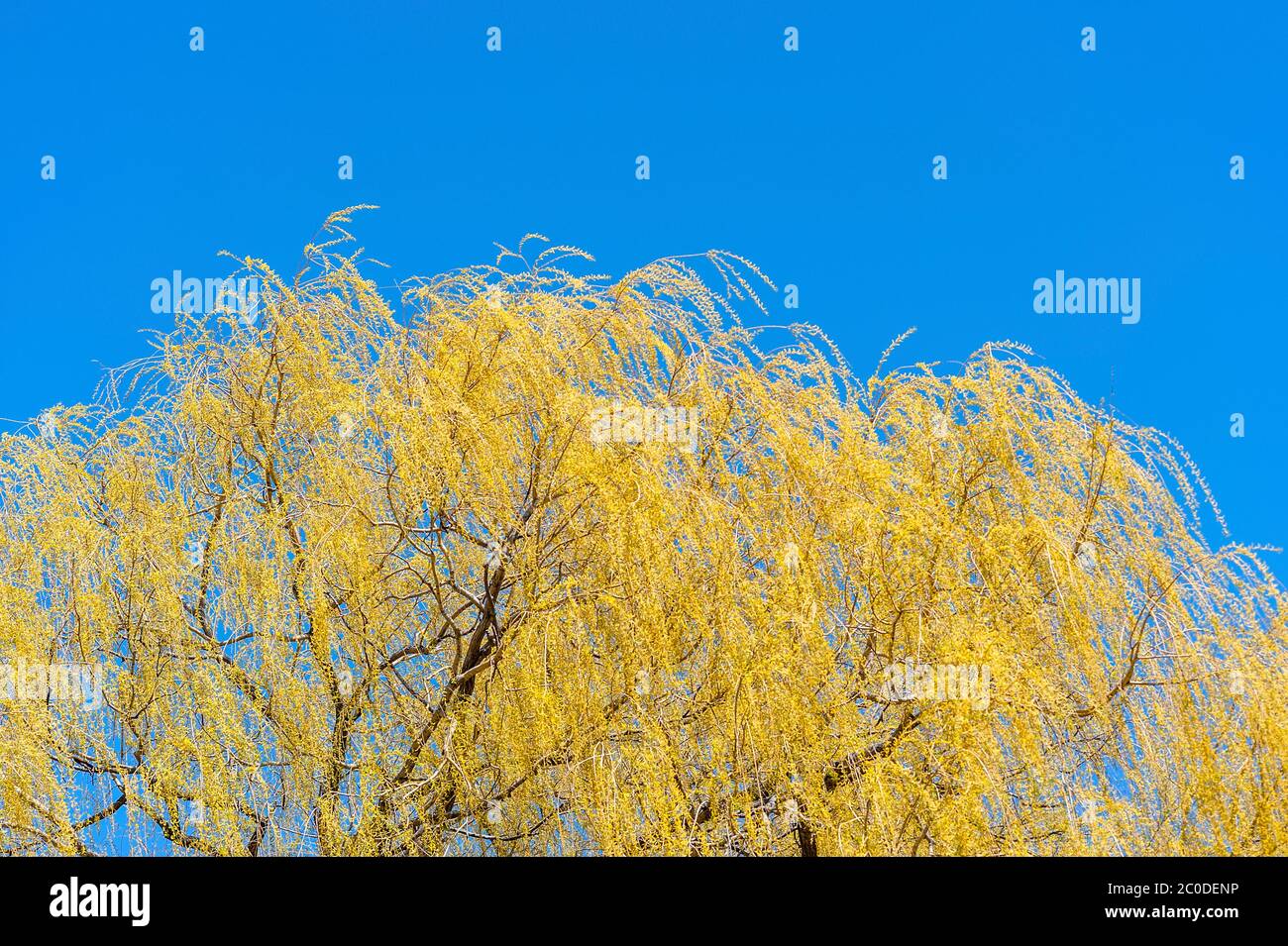 Salix lutea hires stock photography and images Alamy