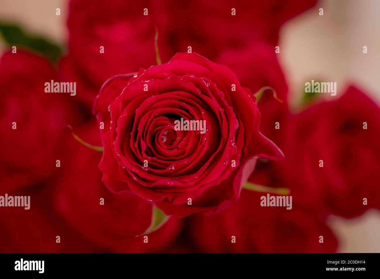 Macro, Close up of classic Explorer roses variety, studio shot Stock ...