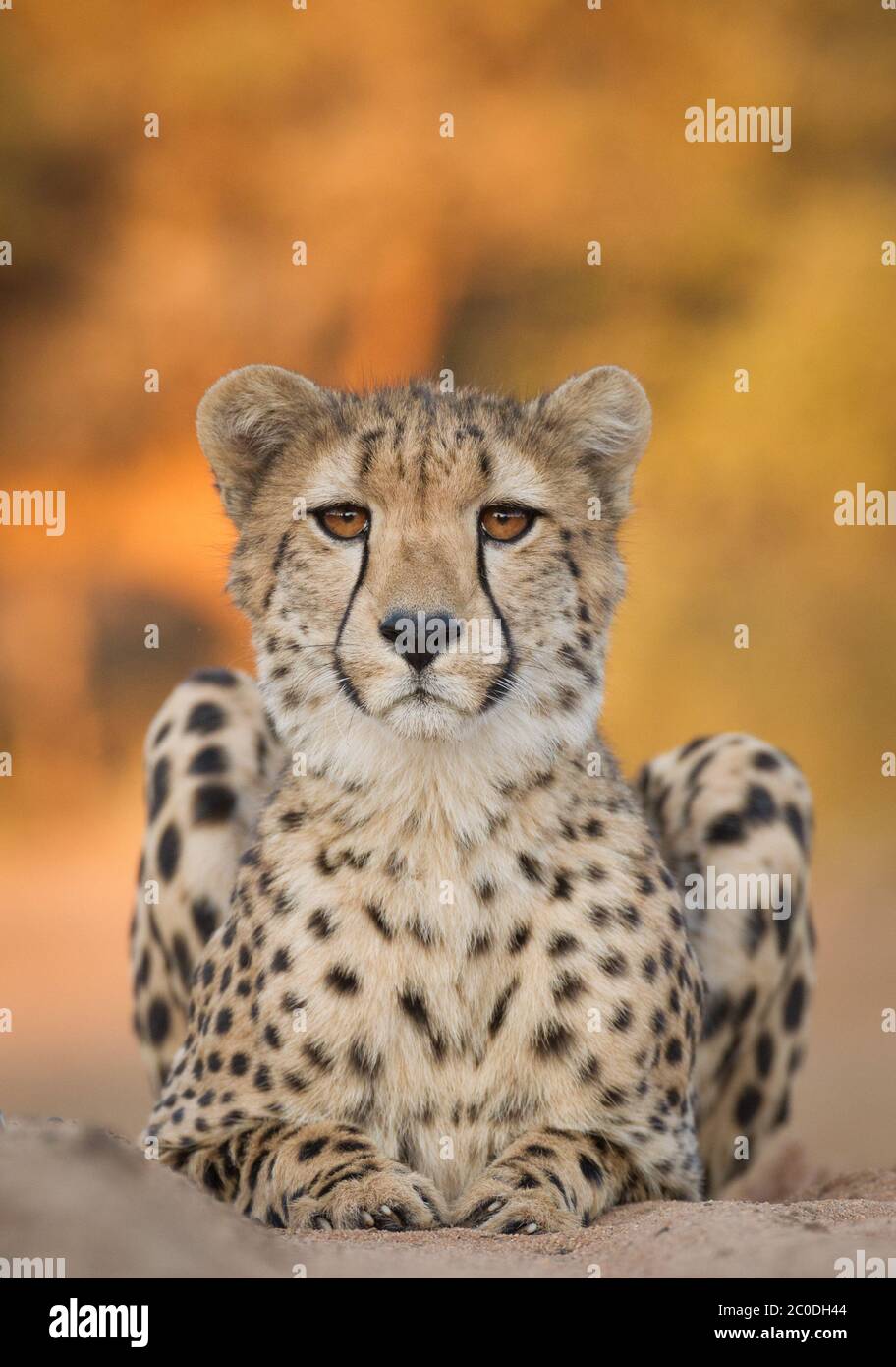 A vertical portrait of one adult cheetah sitting on sand looking straight at camera head on in Kruger Park South Africa Stock Photo