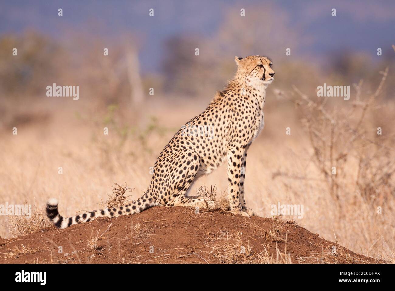 One adult cheetah side view sitting on a termite mound in the dry season in Kruger Park South Africa Stock Photo