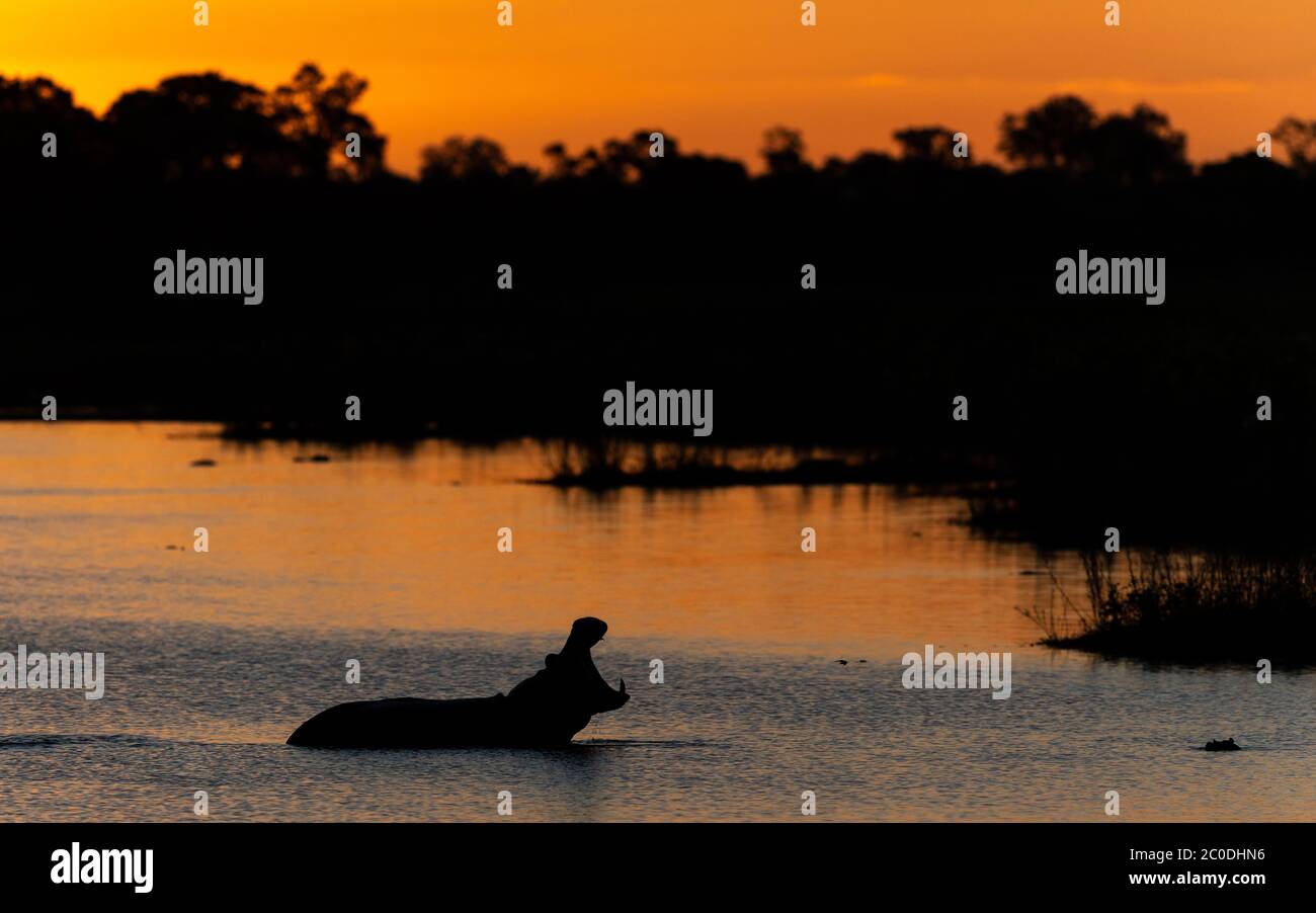 Hippo yawning half body silhouette during orange sunset in Kruger Park South Africa Stock Photo