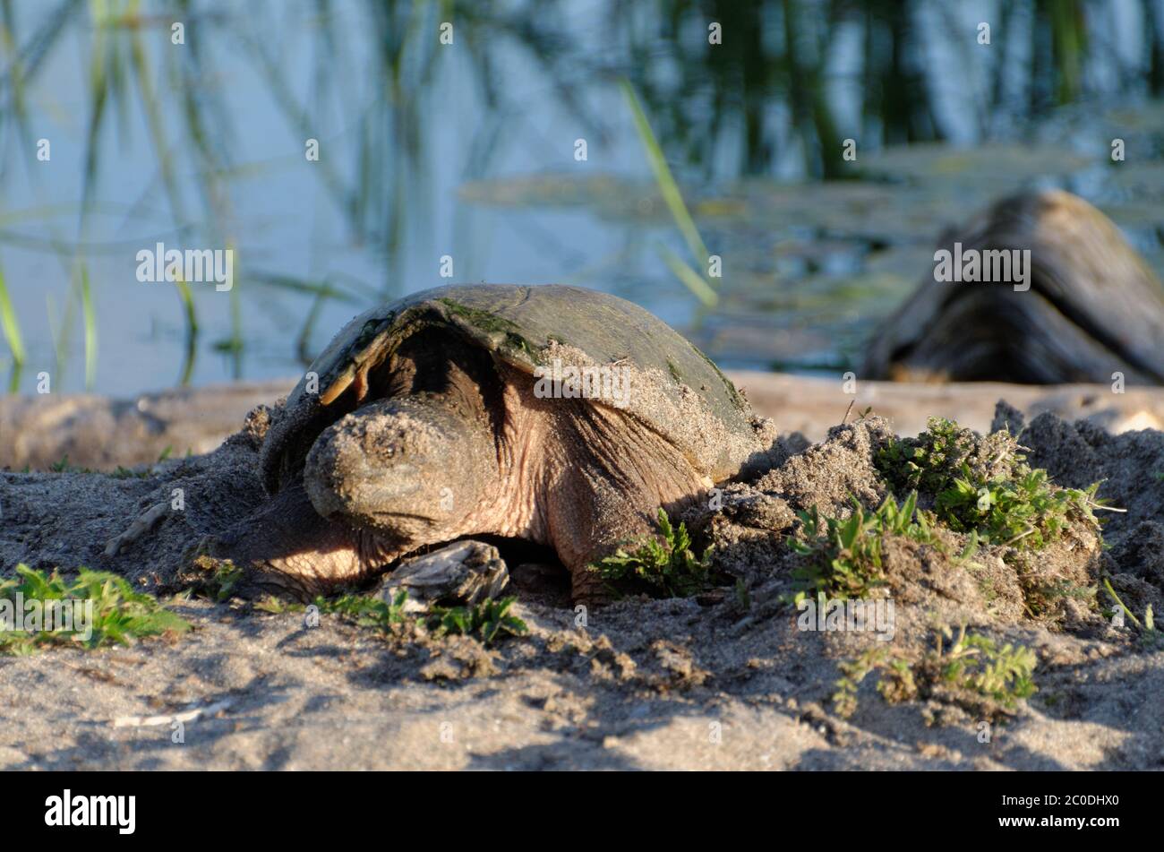 A Common Snapping Turtle (Chelydra serpentina) laying her eggs in the sand at Lynde Shores, Whitby, Ontario, Canada Stock Photo