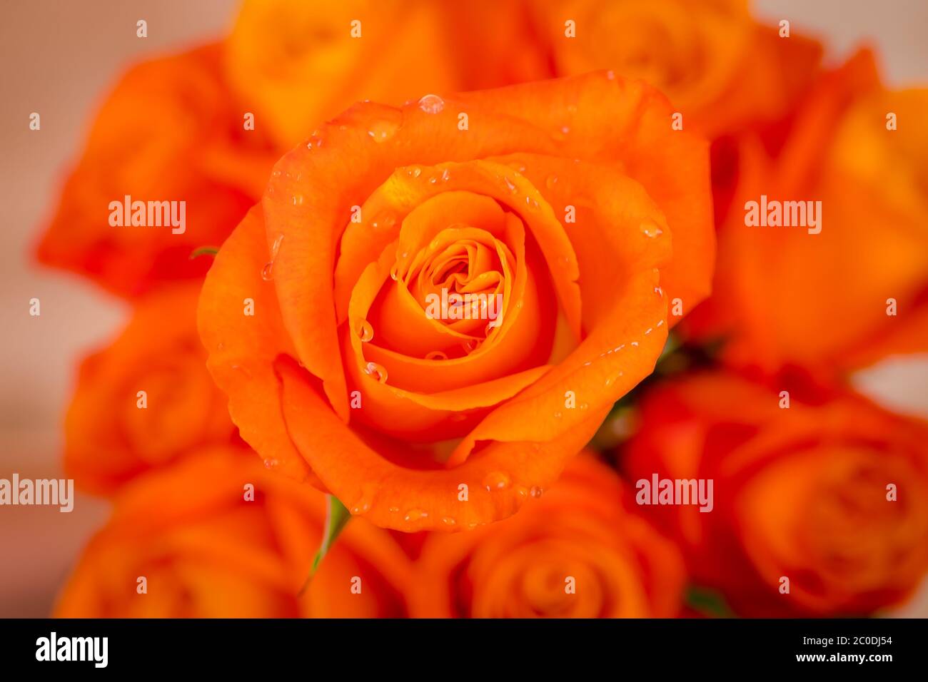 Macro shot close up of Confidential roses variety, studio shot. Stock Photo