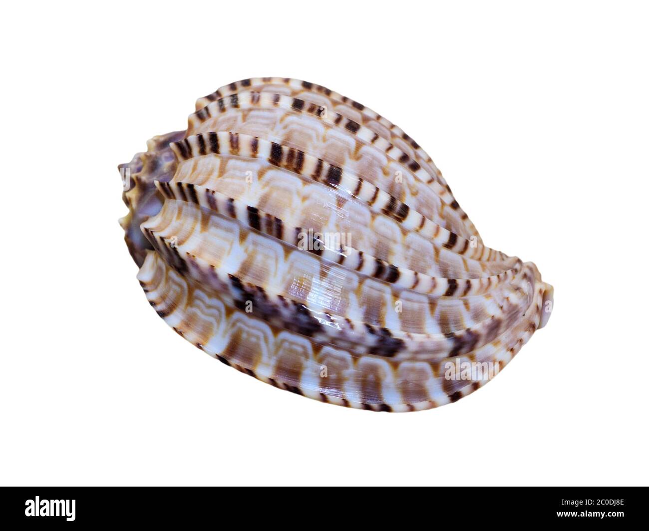 Shell of Articulate Harp or Harpa Articularis Stock Photo