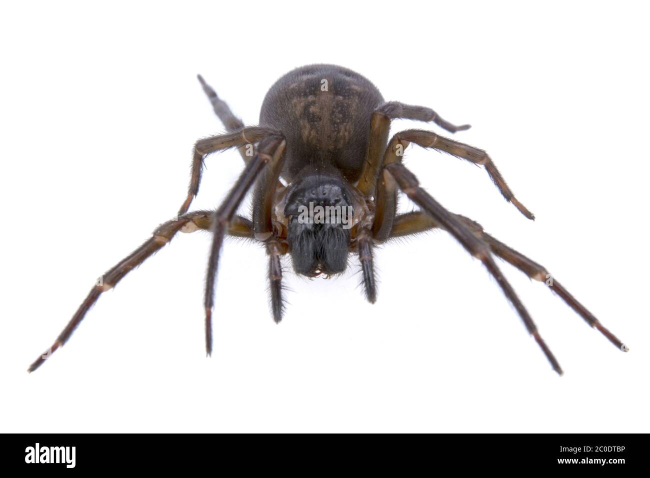 Dark brown spider on a white background Stock Photo