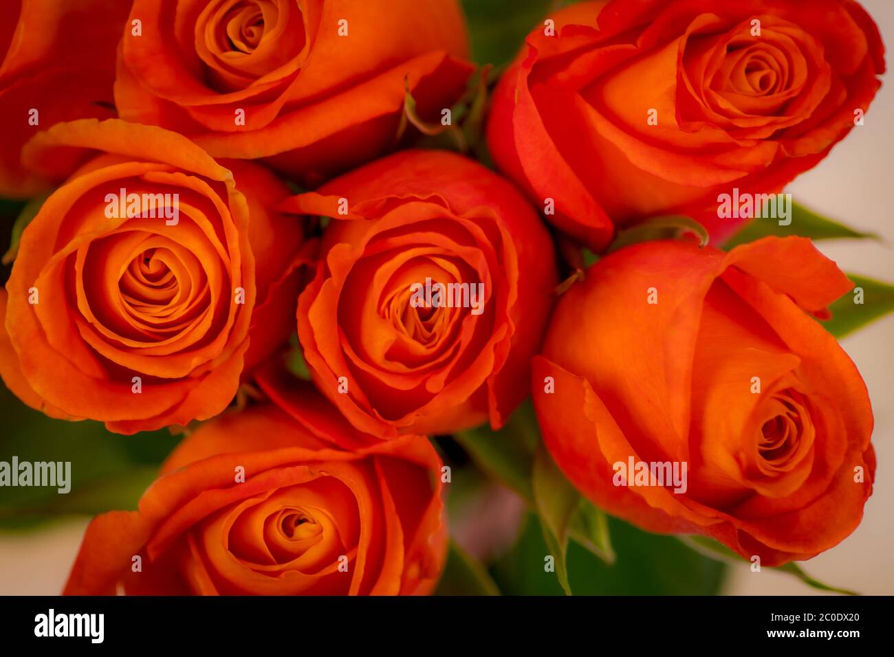 Macro shot close up of Confidential roses variety, studio shot Stock ...