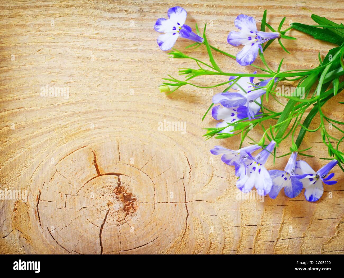 Spring blossom blank note hi-res stock photography and images - Alamy