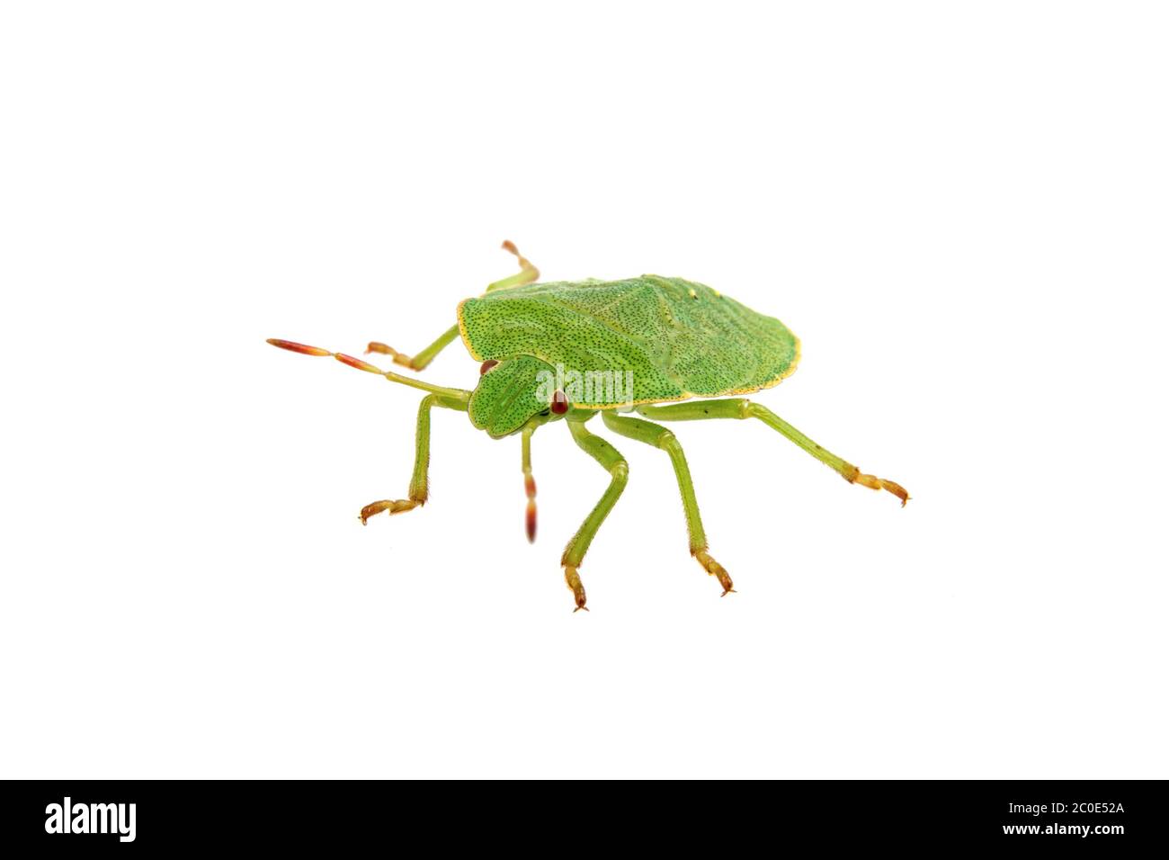 Green shield bug on a white background Stock Photo