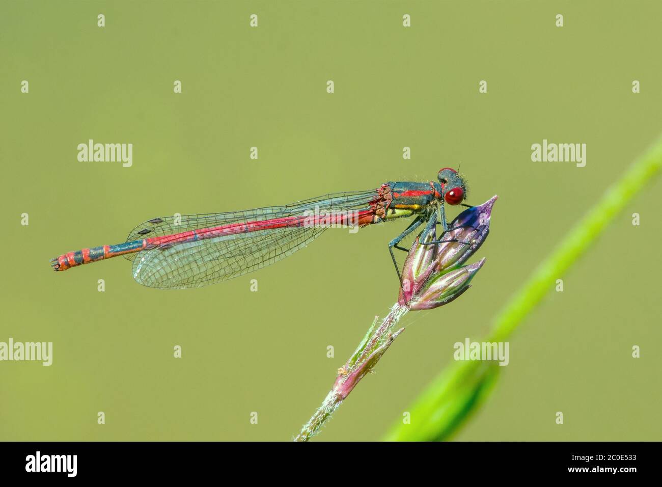 Red dragonfly sitting on a blade of grass Stock Photo - Alamy
