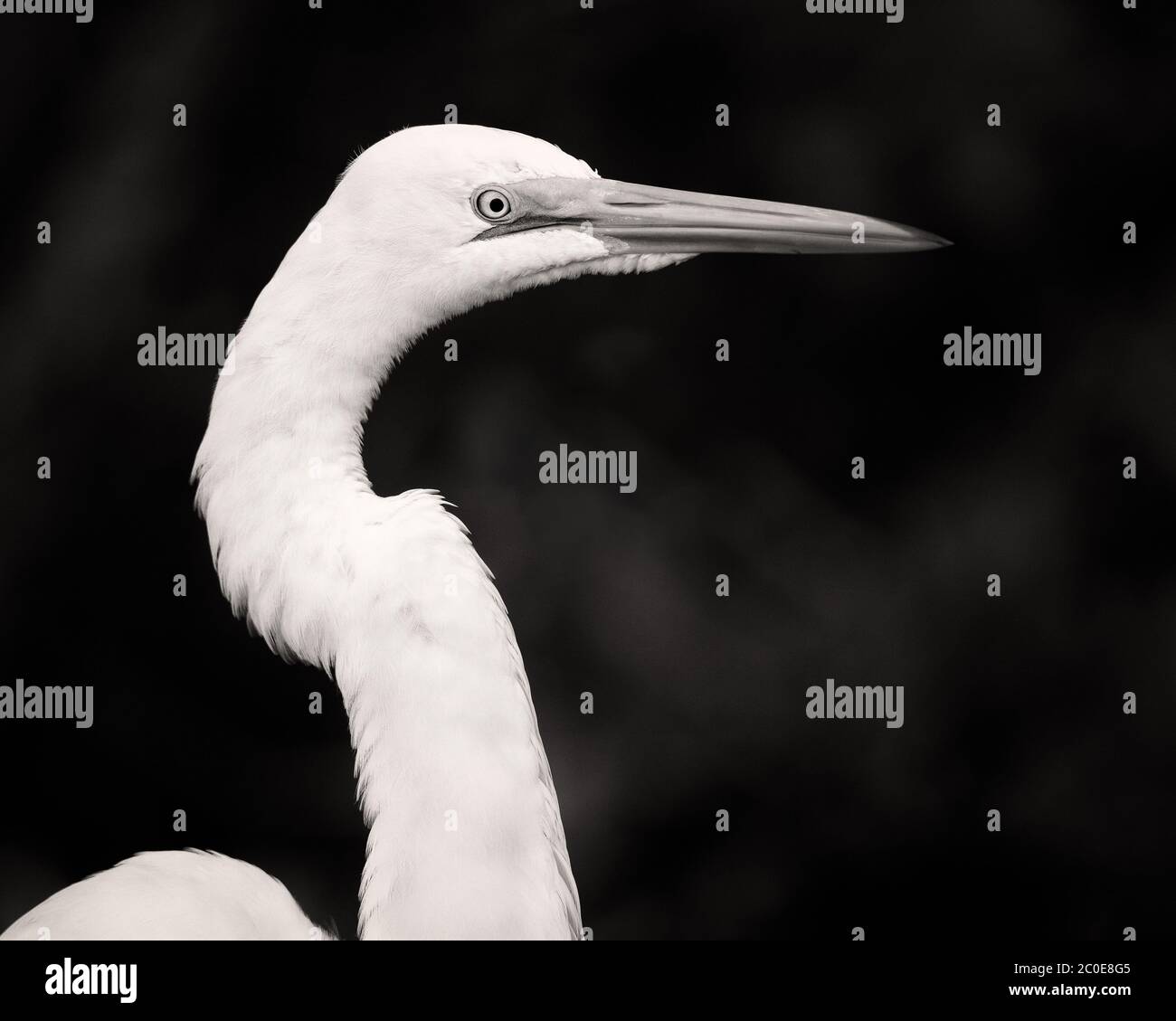 A great egret pauses for a portrait. Stock Photo