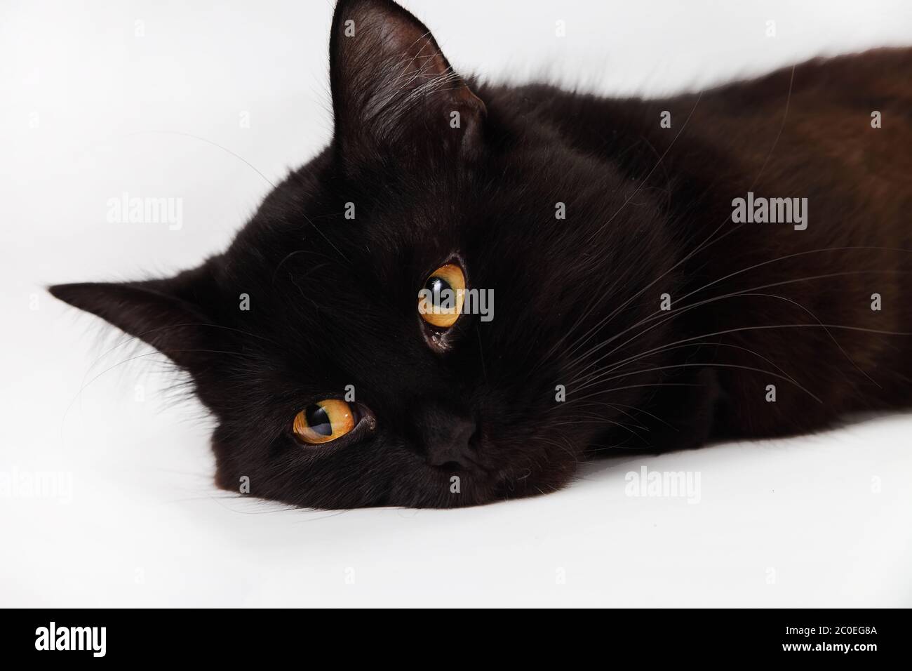 Weighing cat hi-res stock photography and images - Alamy