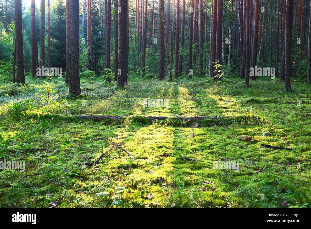 Sunrise in pine forest Stock Photo - Alamy