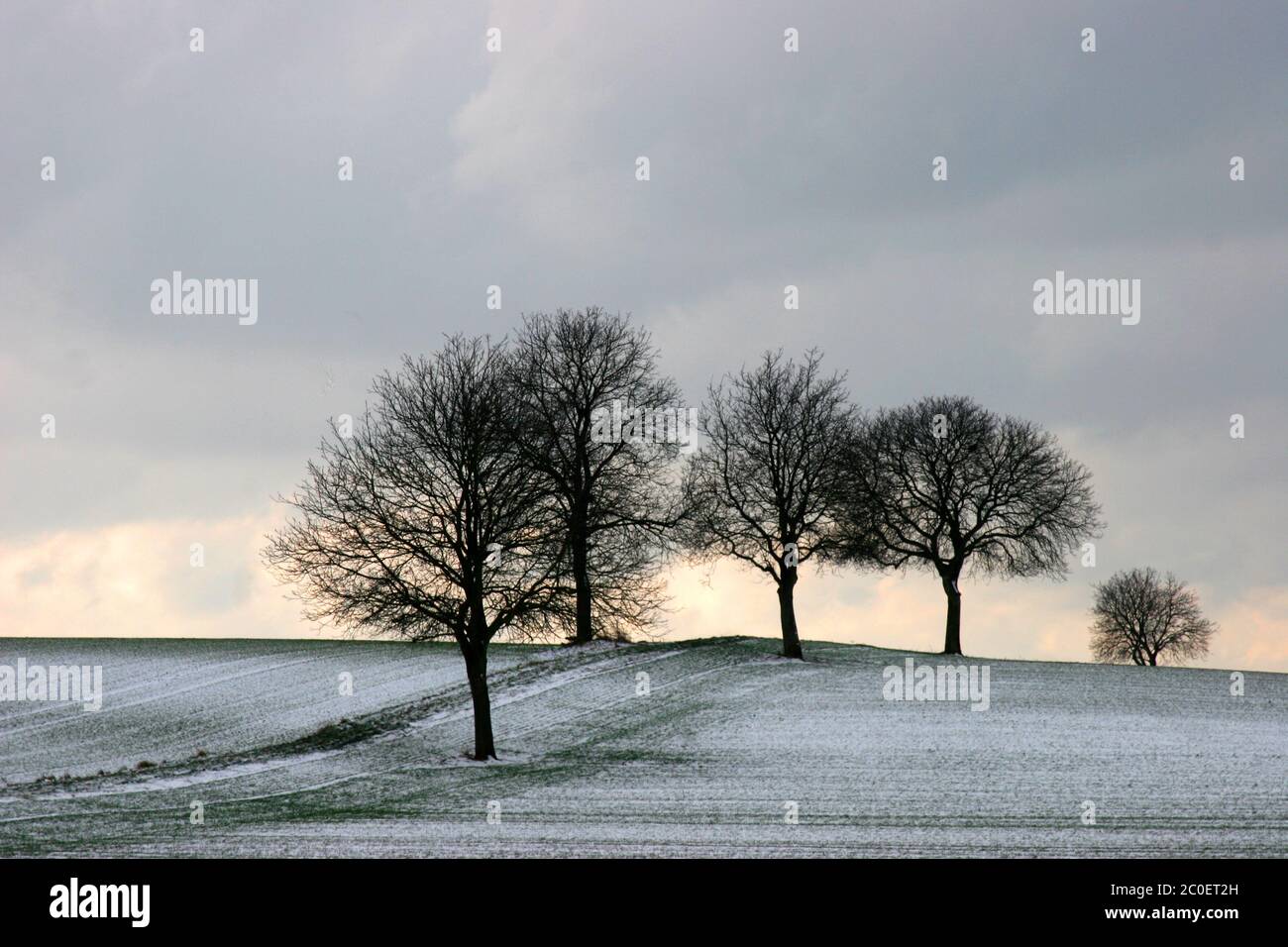 Group of trees in winter Stock Photo - Alamy