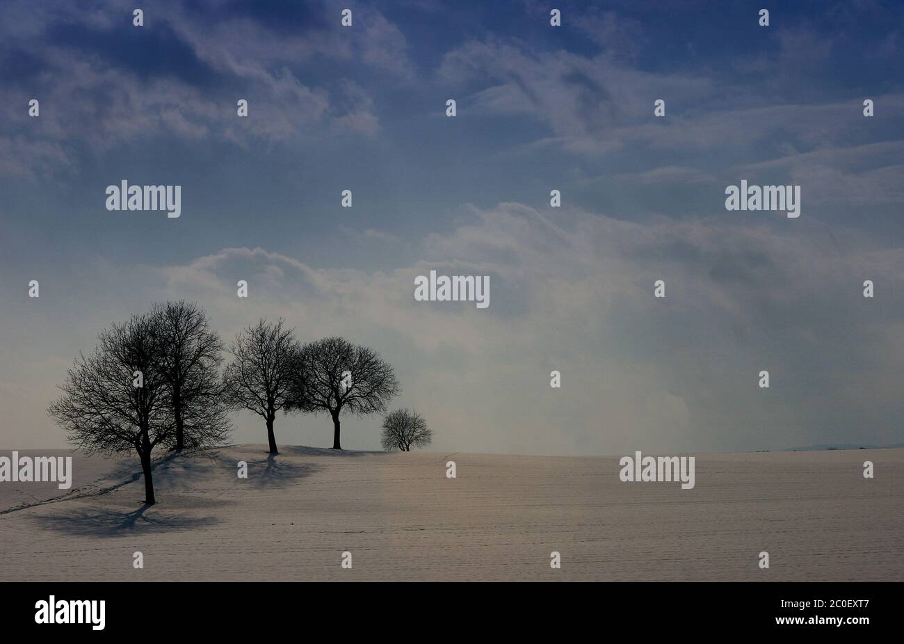 Group of trees in winter Stock Photo - Alamy
