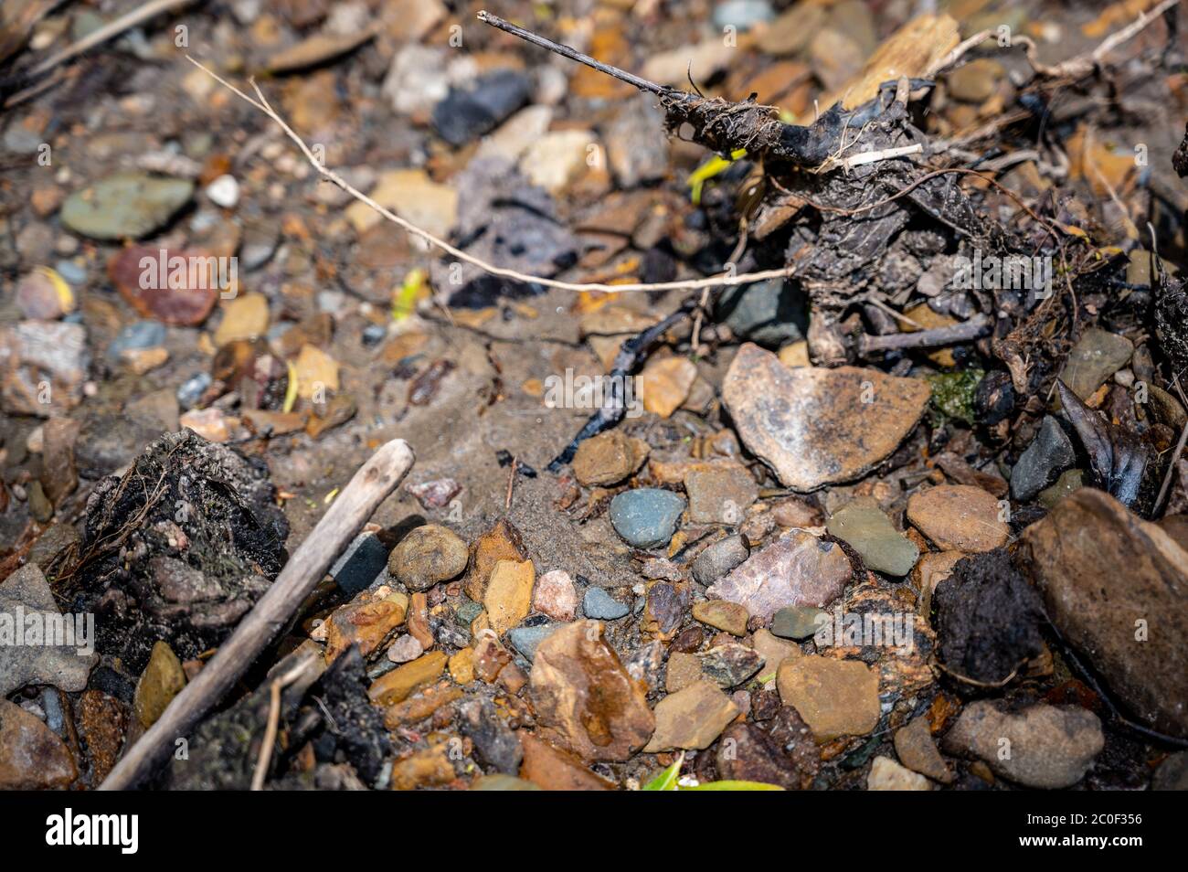 In situ Native American arrowhead artifact found in sand bed of a river Stock Photo