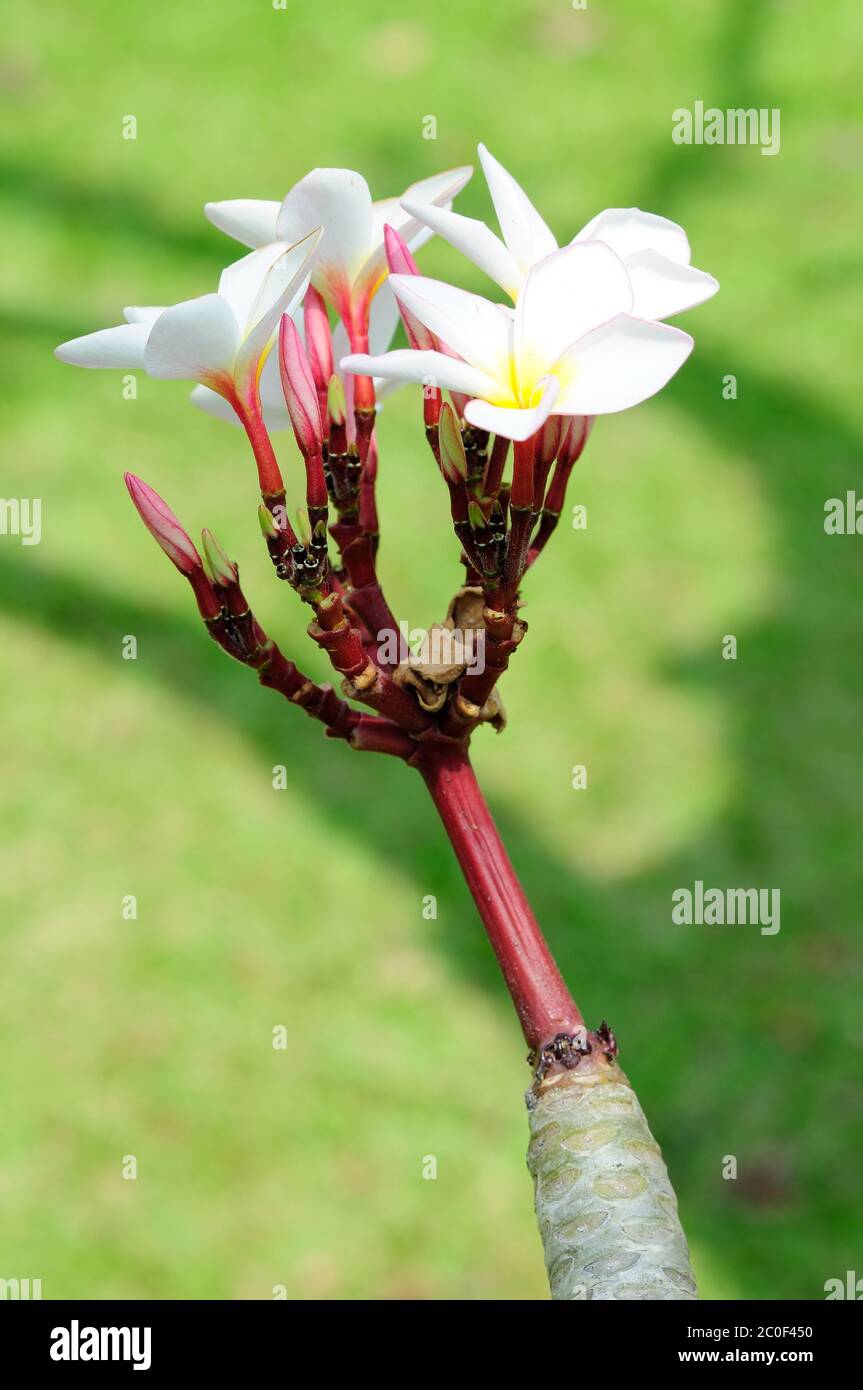 Frangipani  Flowers (Plumeria) Stock Photo