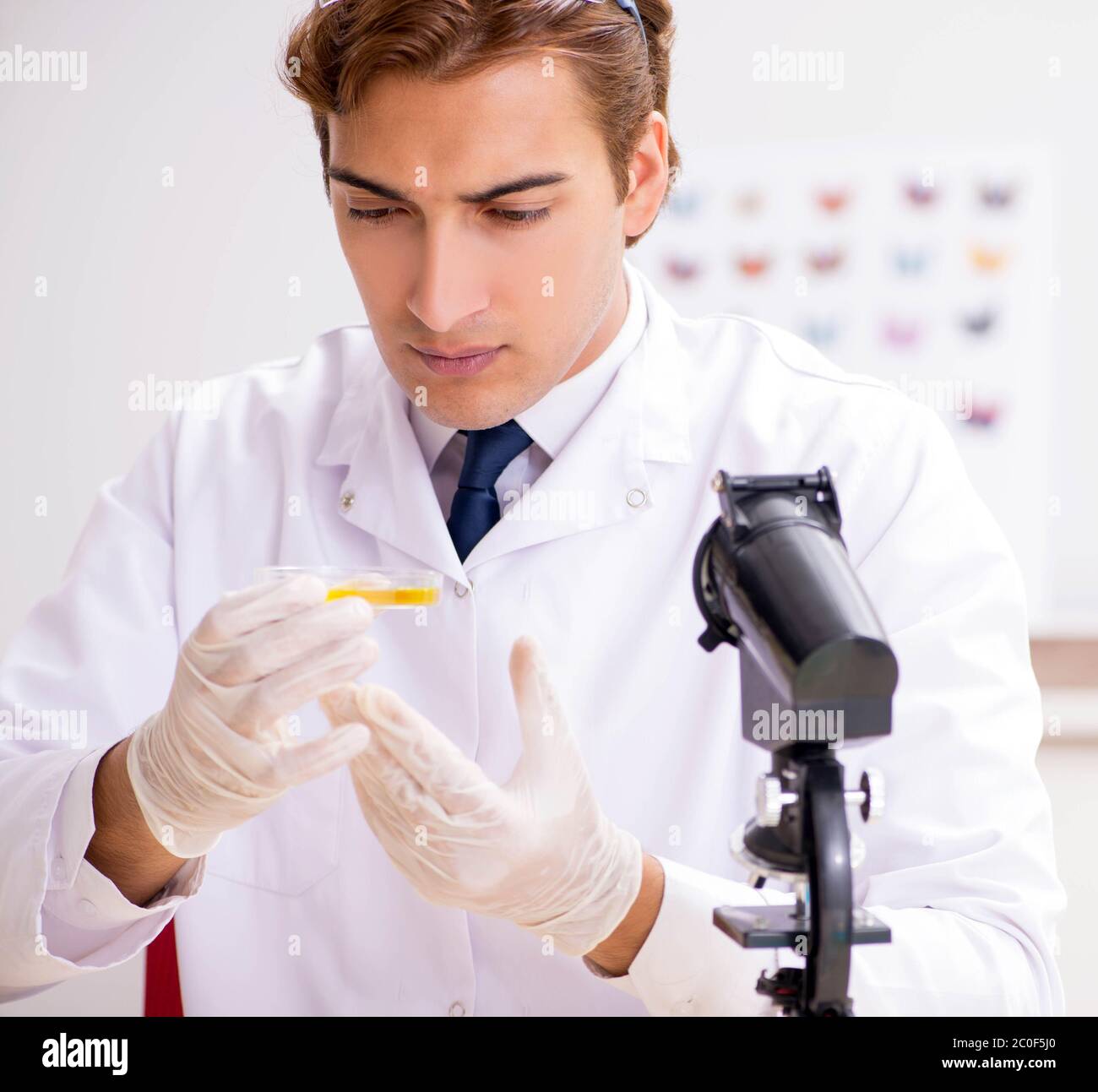 The scientist entomologist studying new butterfly species Stock Photo ...