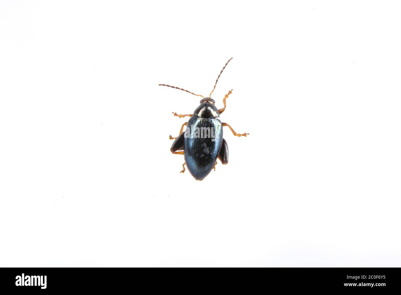 Black bug on a white background Stock Photo