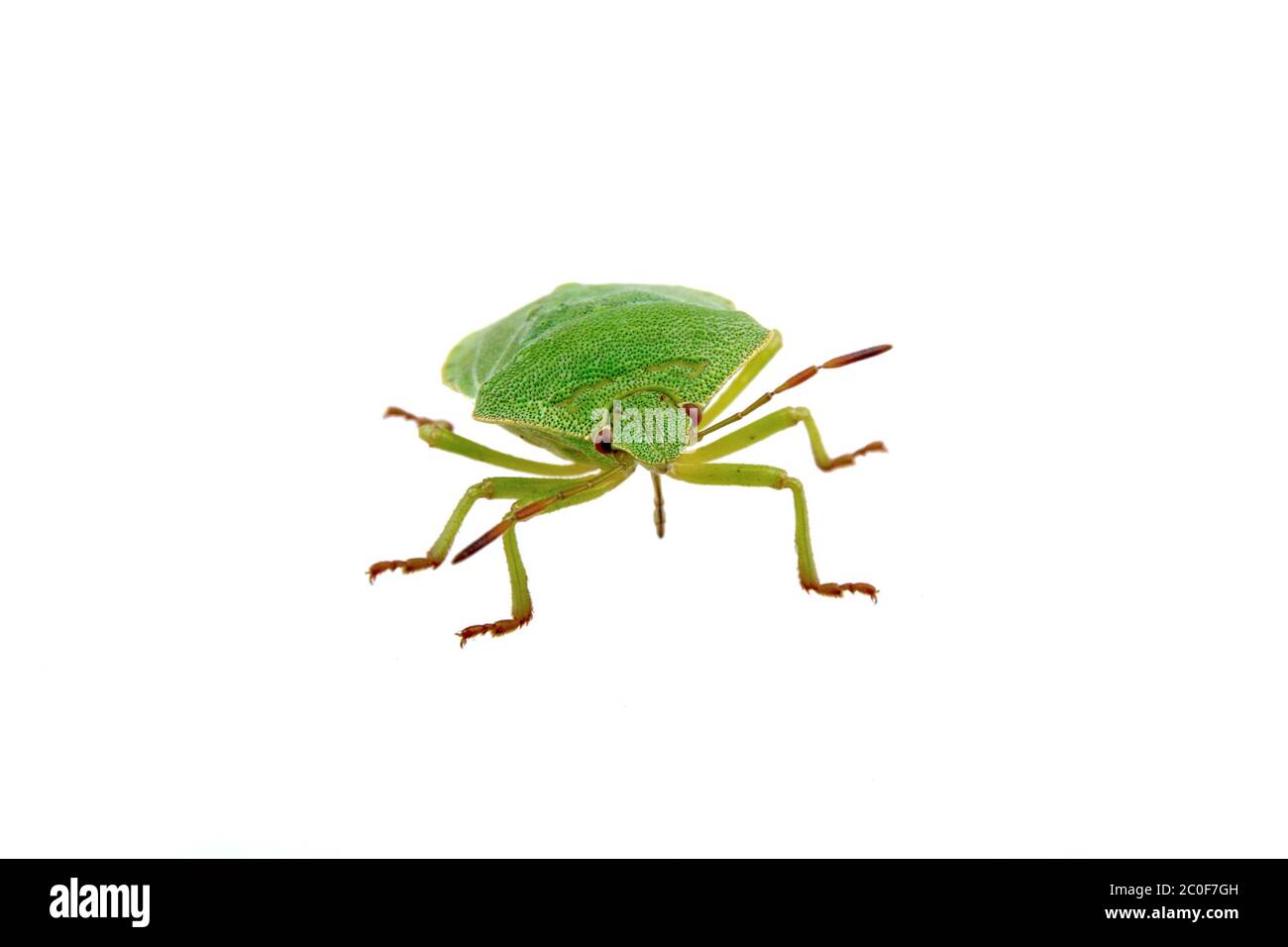 Green shield bug on a white background Stock Photo