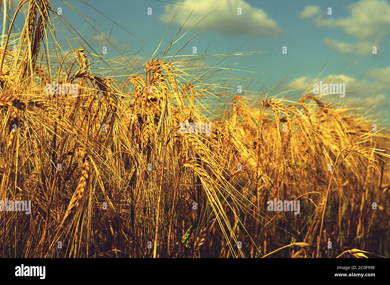 Field with ripened rye against the sky Stock Photo