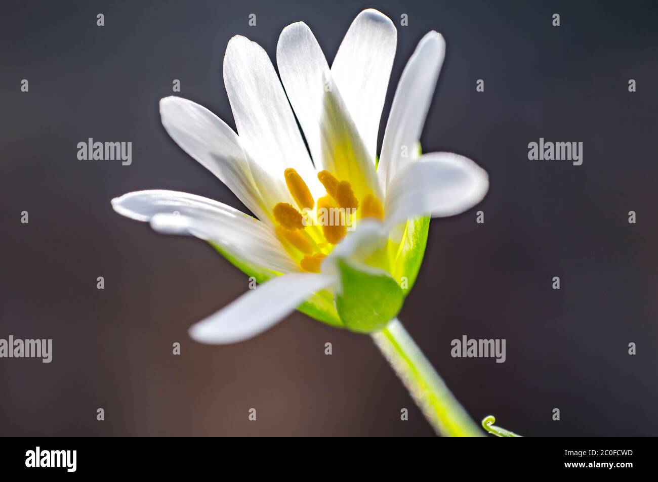 big starwort blossom in spring season Stock Photo