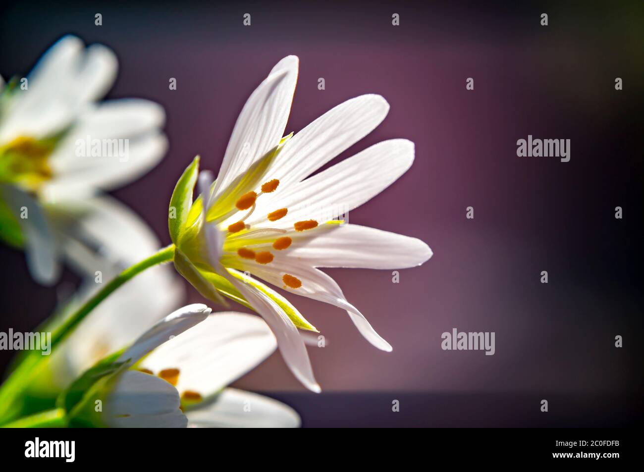 big starwort blossom in spring season Stock Photo