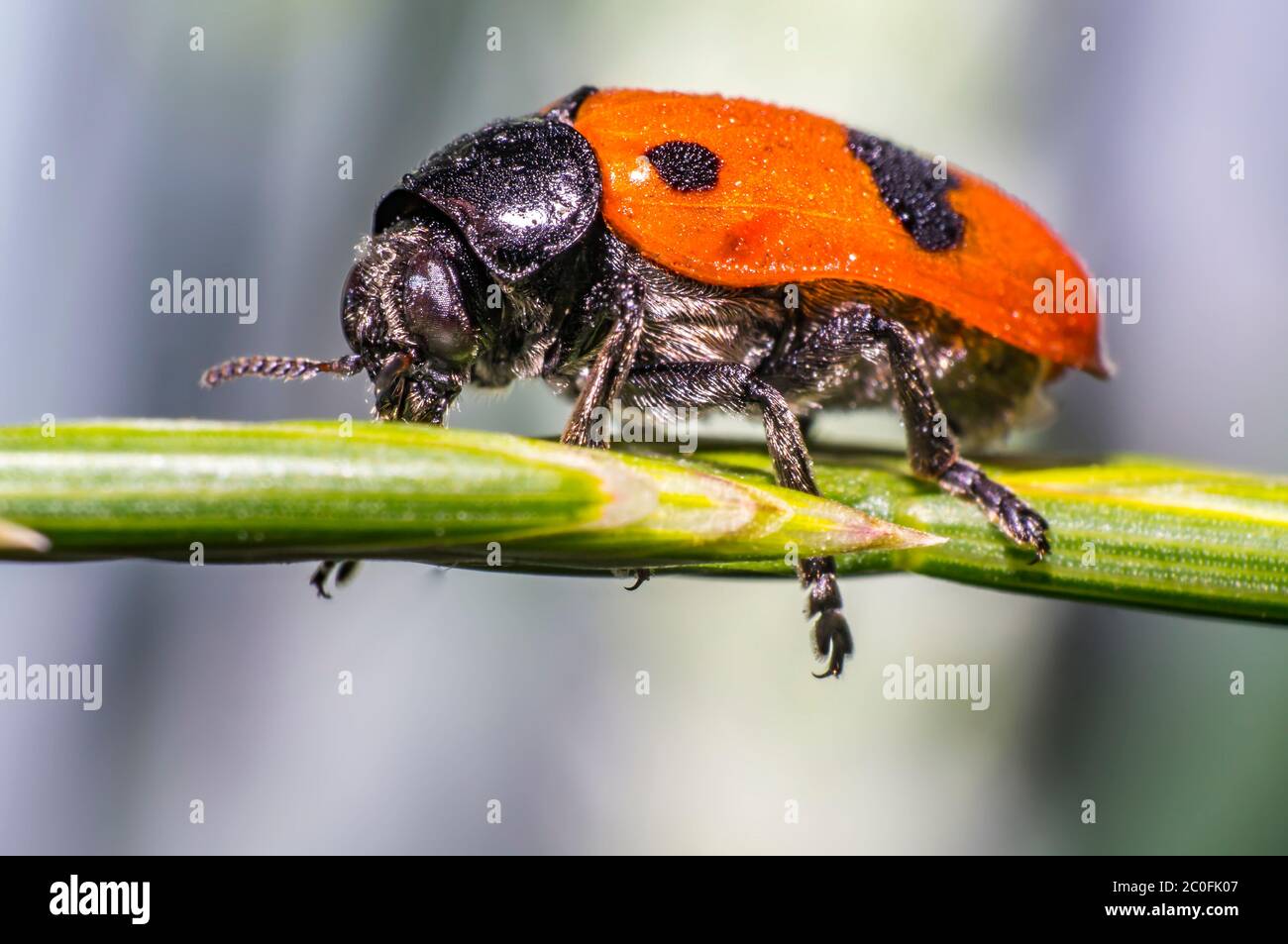 Ant bag beetle hi-res stock photography and images - Alamy
