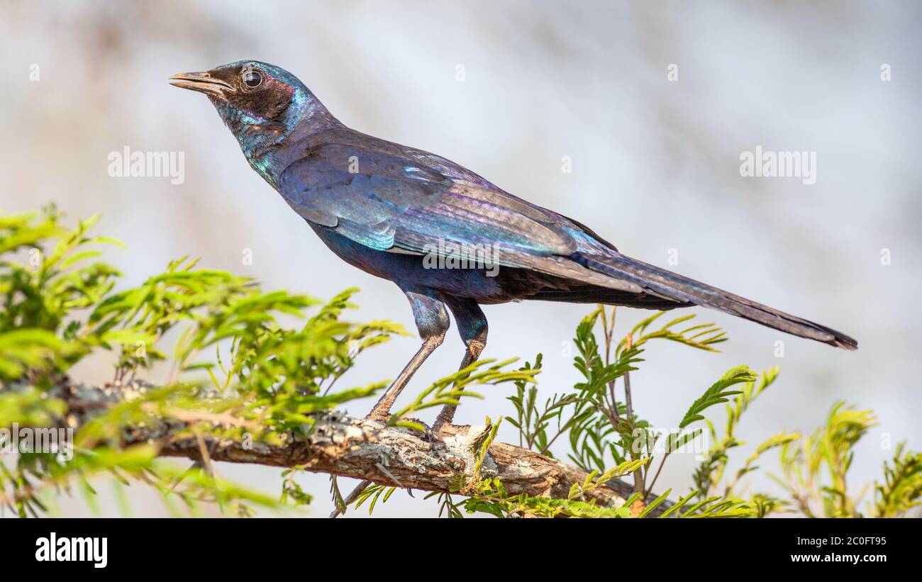 Burchell's Starling (Lamprotornis australis), or Burchell's Glossy Starling, is native to the woodlands and savannah of Southern Africa. Stock Photo