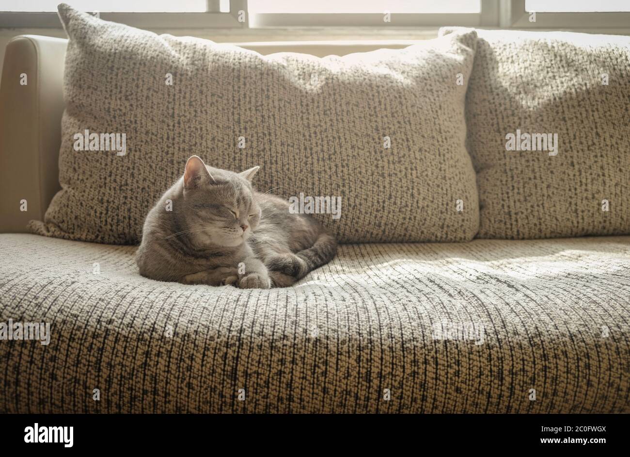 Grey cat short hair sleeping on sofa in a morning Stock Photo - Alamy