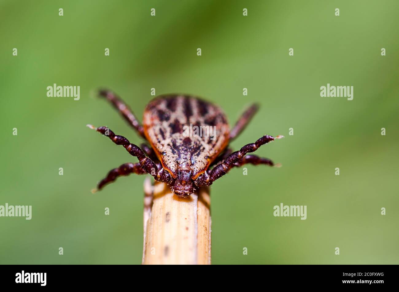 Blood sucking ticks in high grass on the season meadow Stock Photo Alamy
