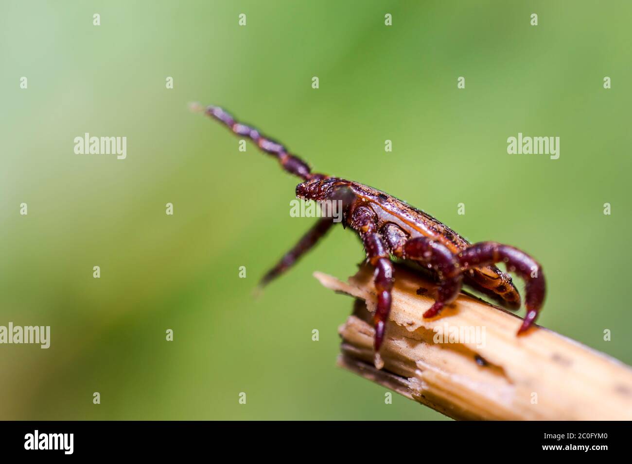 Blood sucking ticks in high grass on the season meadow Stock Photo Alamy