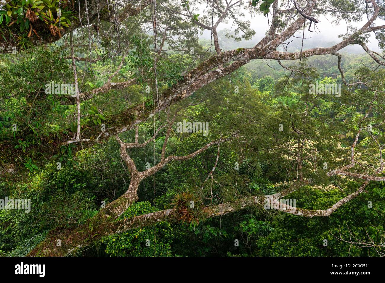 Aerial landscape of the Amazon Rainforest seen from inside a Ceiba tree with many Bromelia on the branches, Yasuni national park, Ecuador. Stock Photo